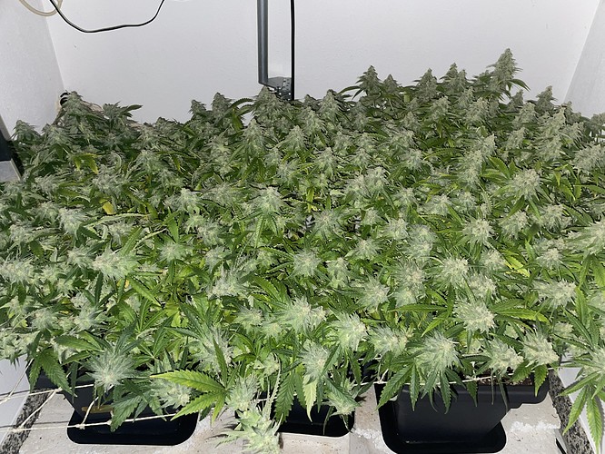 Growreport Bild 13