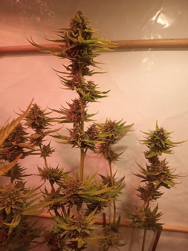 Growreport Bild 58