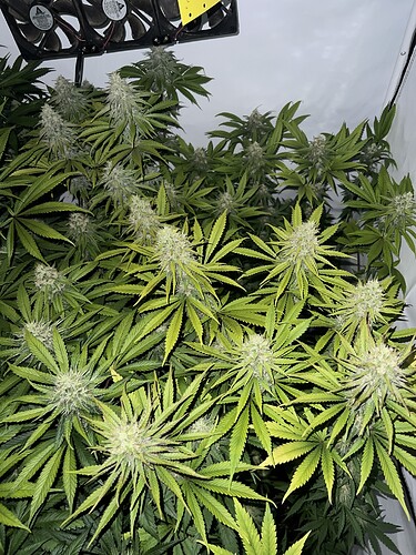 Growreport Bild 2