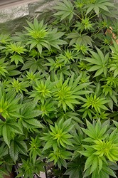 Growreport Bild 5