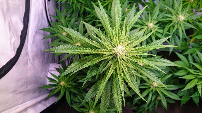 Growreport Bild 13