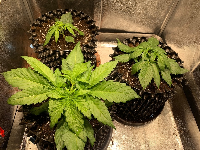 Growreport Bild 3