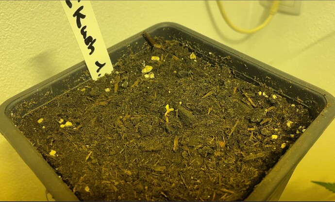 Growreport Bild 19