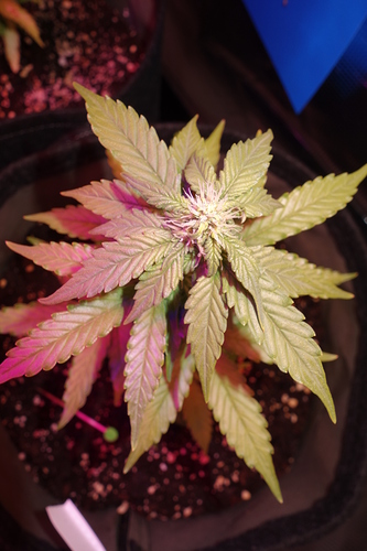 Growreport Bild 9