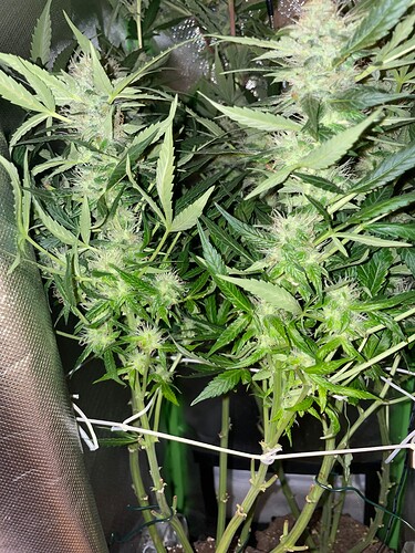 Growreport Bild 49