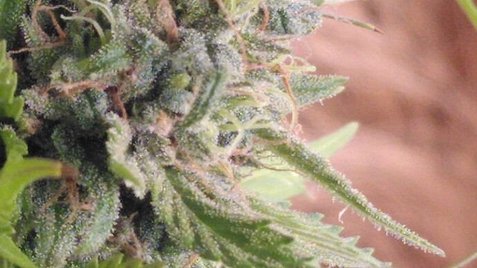 Growreport Bild 8