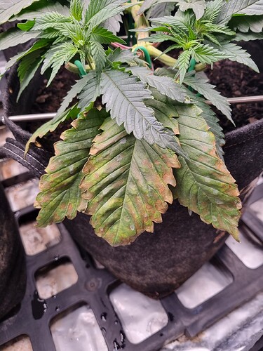 Growreport Bild 4