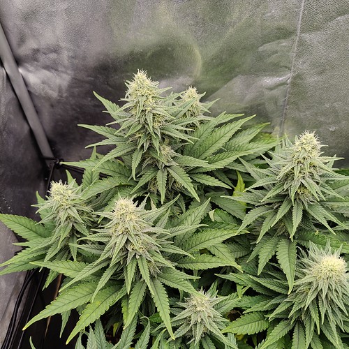 Growreport Bild 5