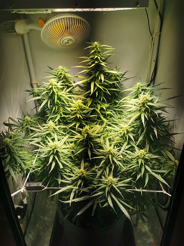 Growreport Bild 1