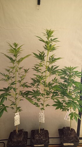 Growreport Bild 41