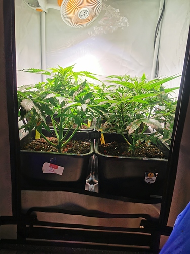 Growreport Bild 4