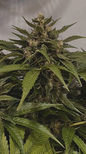 Growreport Bild 9