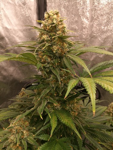 Growreport Bild 4