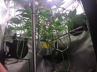 Growreport Bild 29