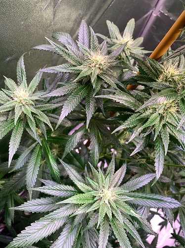 Growreport Bild 1