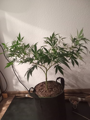 Growreport Bild 19