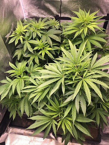 Growreport Bild 1
