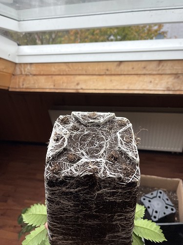 Growreport Bild 30