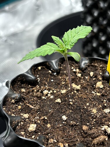 Growreport Bild 4