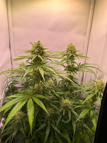 Growreport Bild 32