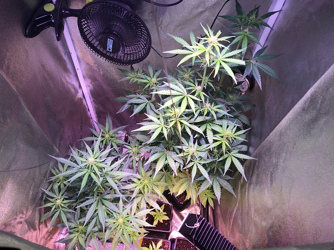 Growreport Bild 7