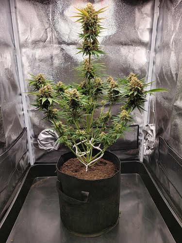 Growreport Bild 5