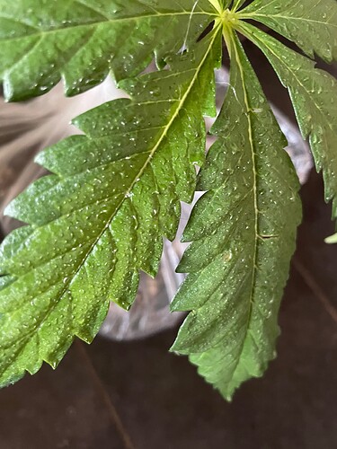 Growreport Bild 18