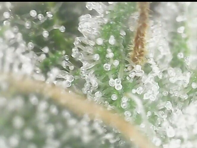 Screenshot_20220906-200831_Gallery