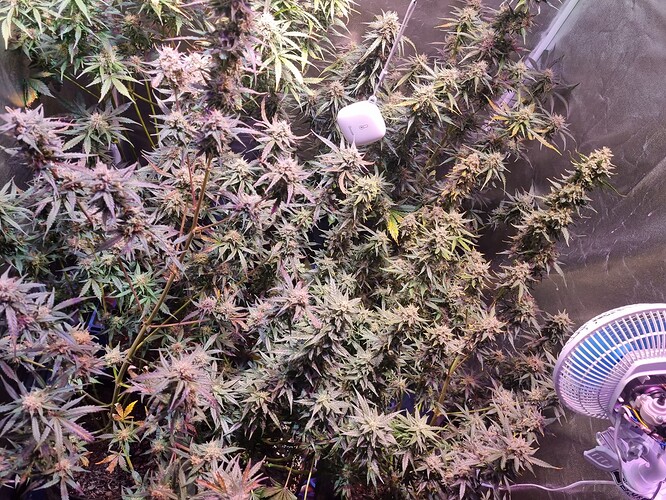Growreport Bild 2