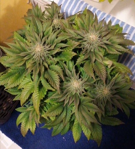 Growreport Bild 3