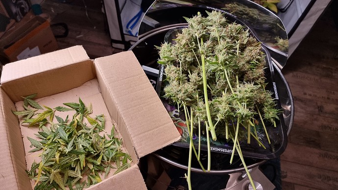 Growreport Bild 13