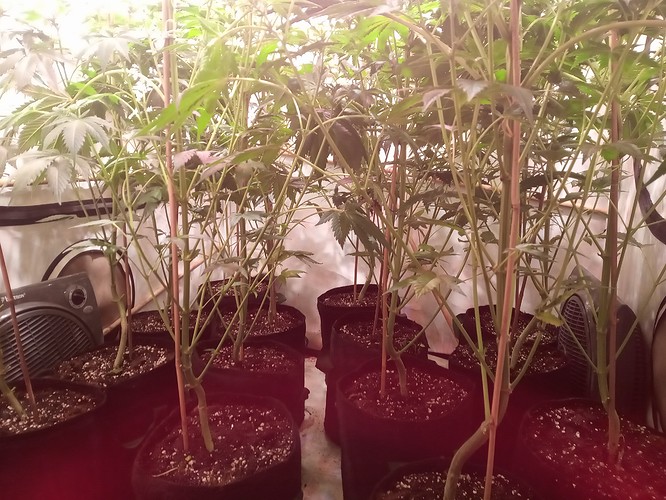 Growreport Bild 9