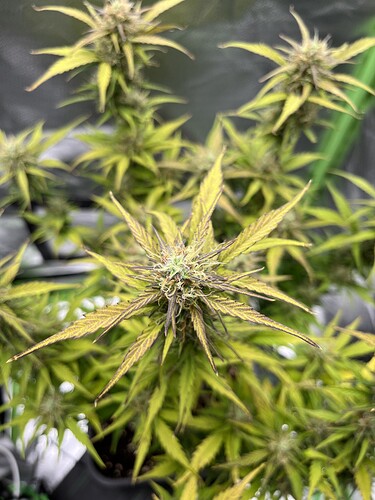 Growreport Bild 6