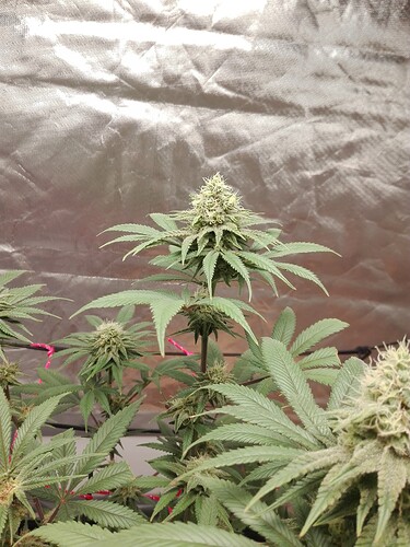 Growreport Bild 3