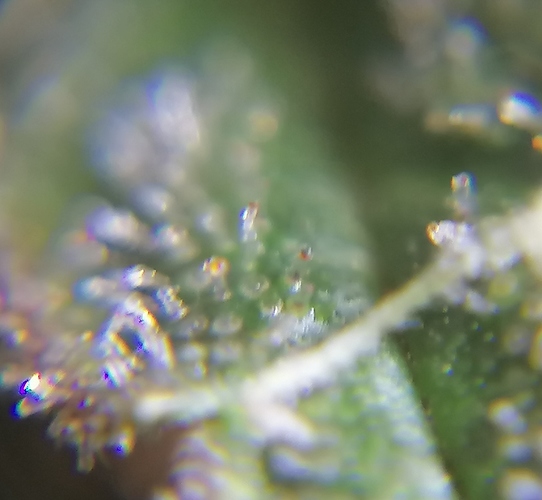 Growreport Bild 8