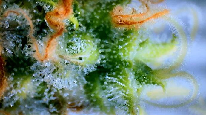 Growreport Bild 5