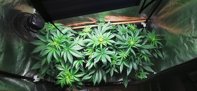 Growreport Bild 48