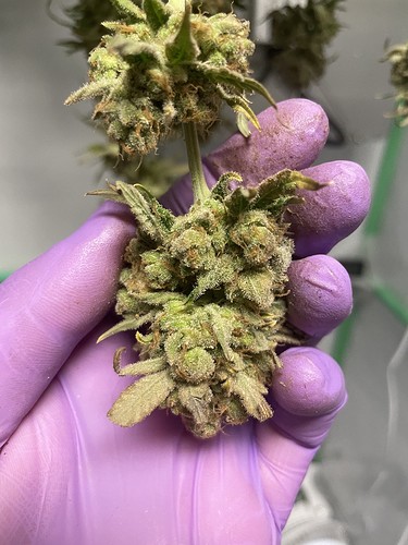 Growreport Bild 18