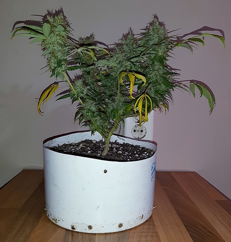 Growreport Bild 1