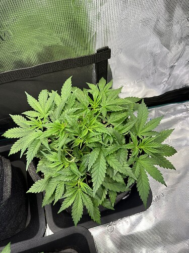 Growreport Bild 5