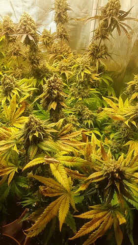 Growreport Bild 1