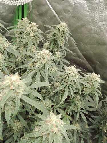 Growreport Bild 2