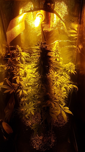 Growreport Bild 4