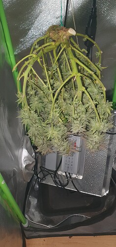 Growreport Bild 7