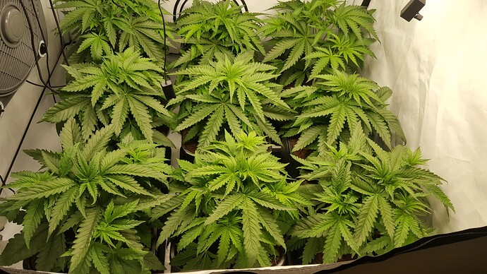 Growreport Bild 4