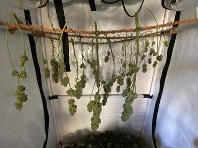 Growreport Bild 2