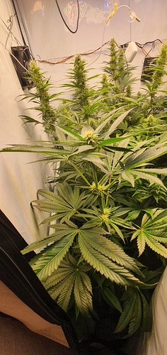 Growreport Bild 2