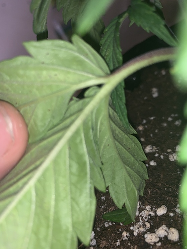 Growreport Bild 13