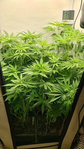 Growreport Bild 3