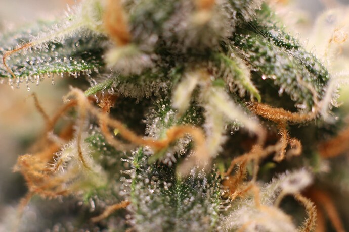 Growreport Bild 1